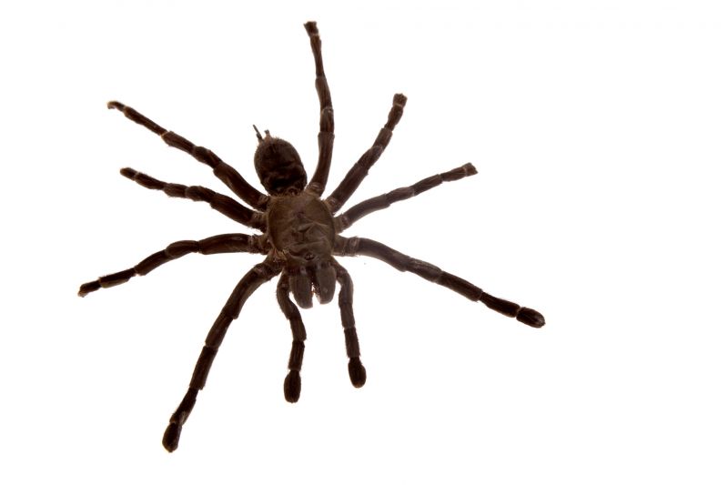 Signs Your Home Has A Spider Problem