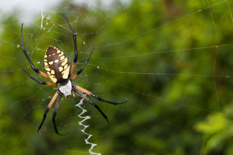 Signs Your Home Has A Spider Problem