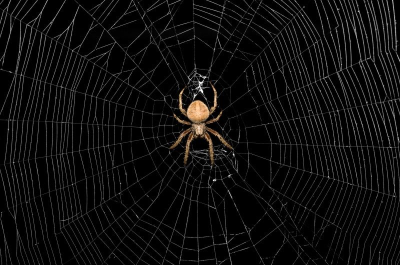 Signs Your Home Has A Spider Problem