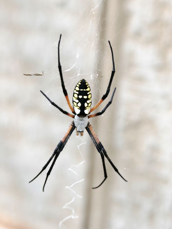 Signs Your Home Has A Spider Problem