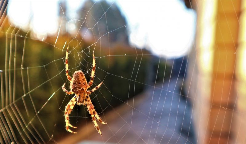 Summer Spider Activity