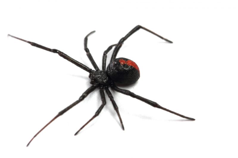 Black Widow Spider